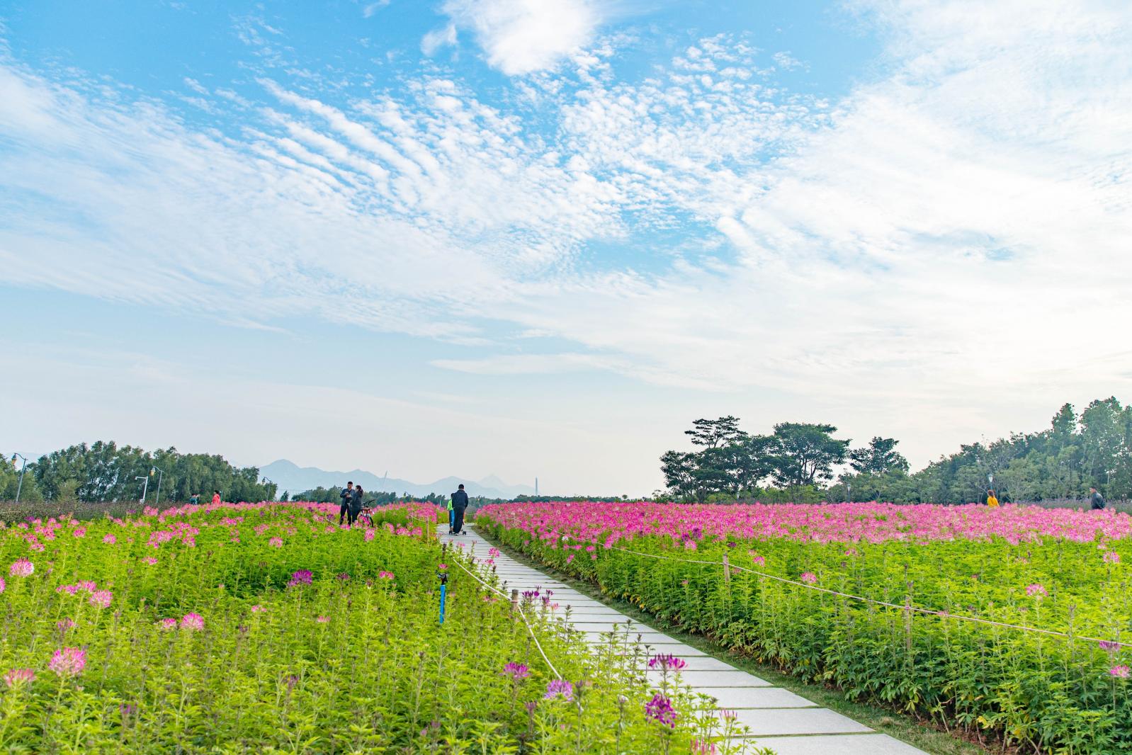 清原花海,清原果耶,花海_大山谷图库