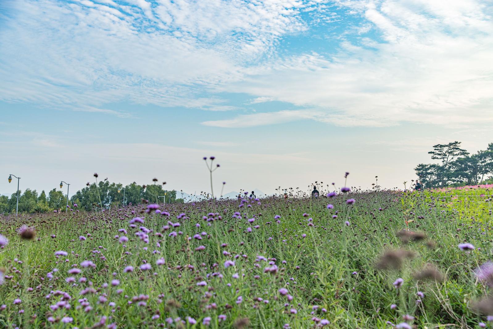 流花山花海