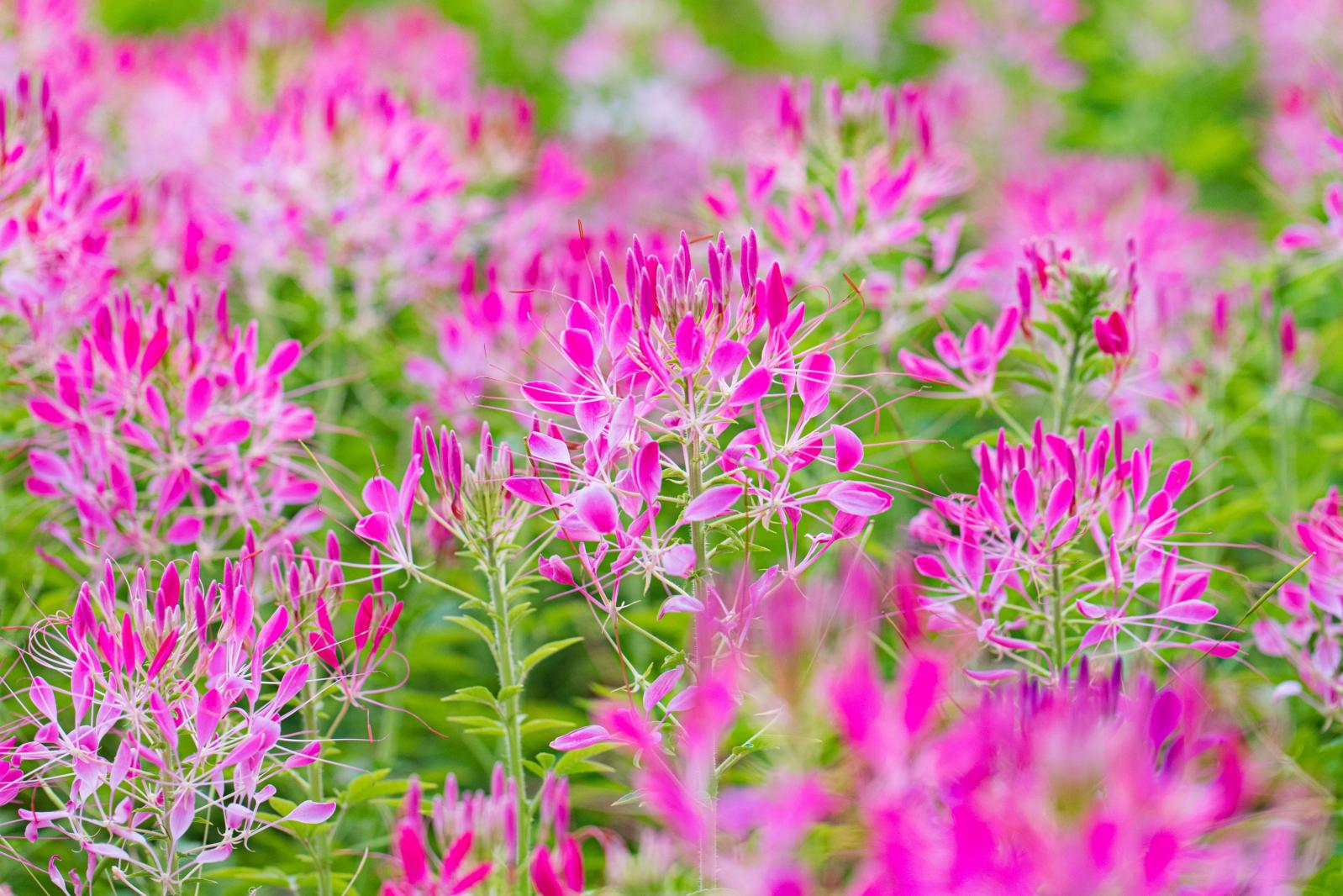 流花山花海