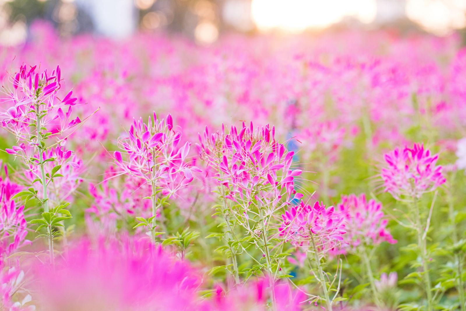 流花山花海