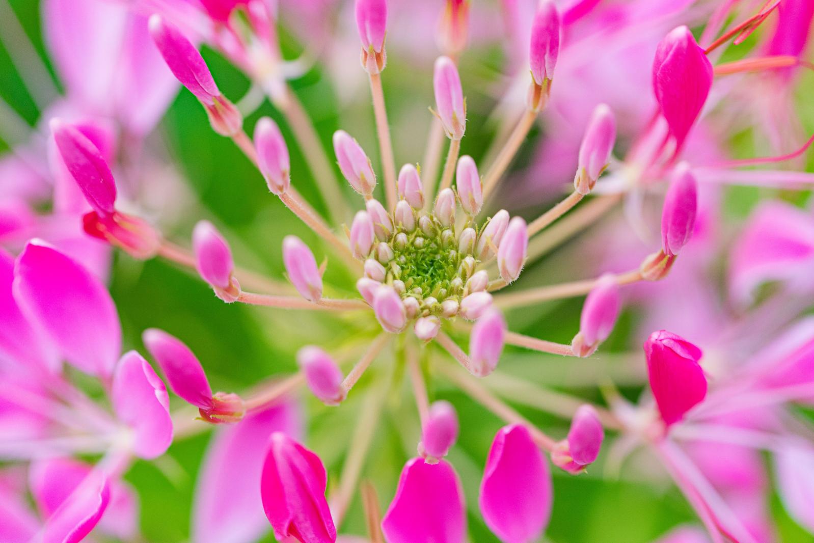 流花山花海