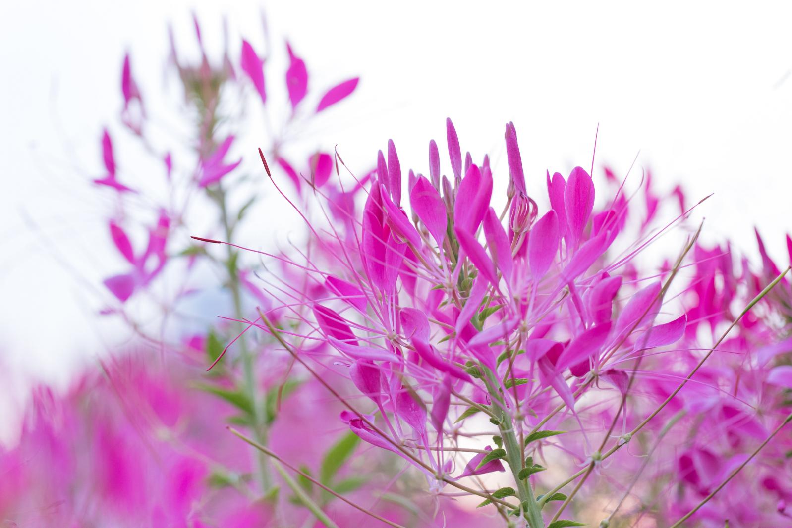 流花山花海
