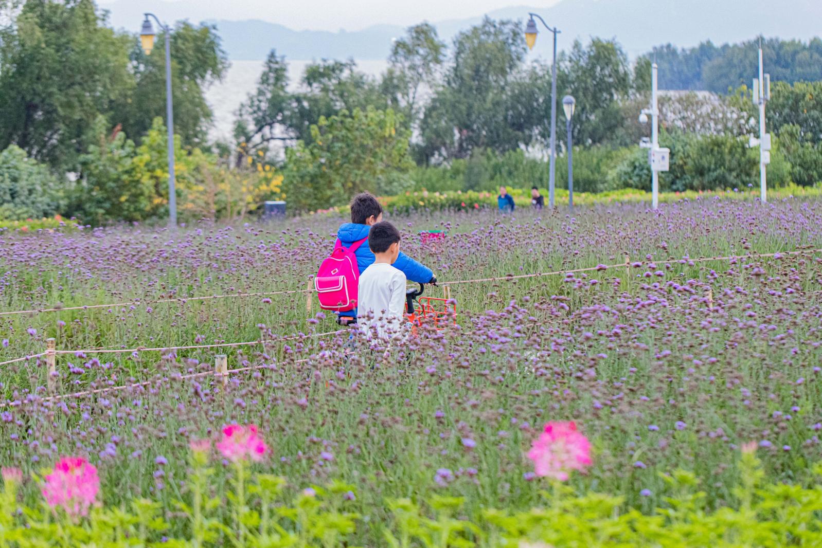 流花山花海