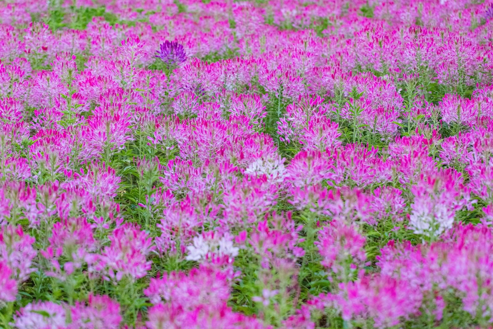 流花山花海