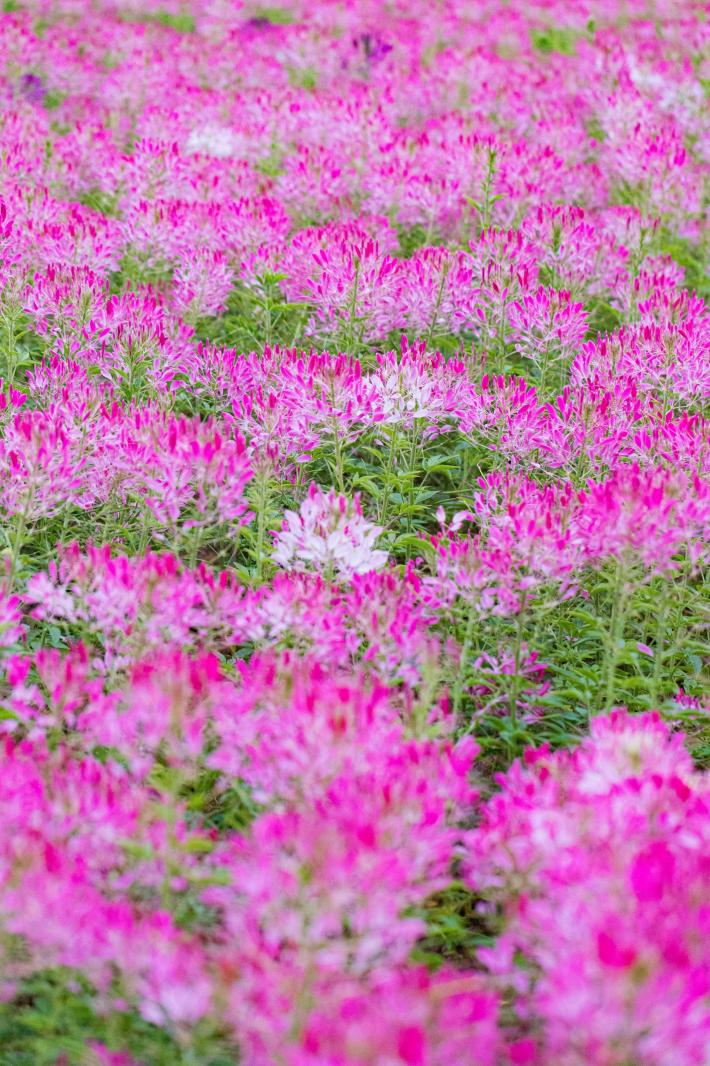 流花山花海