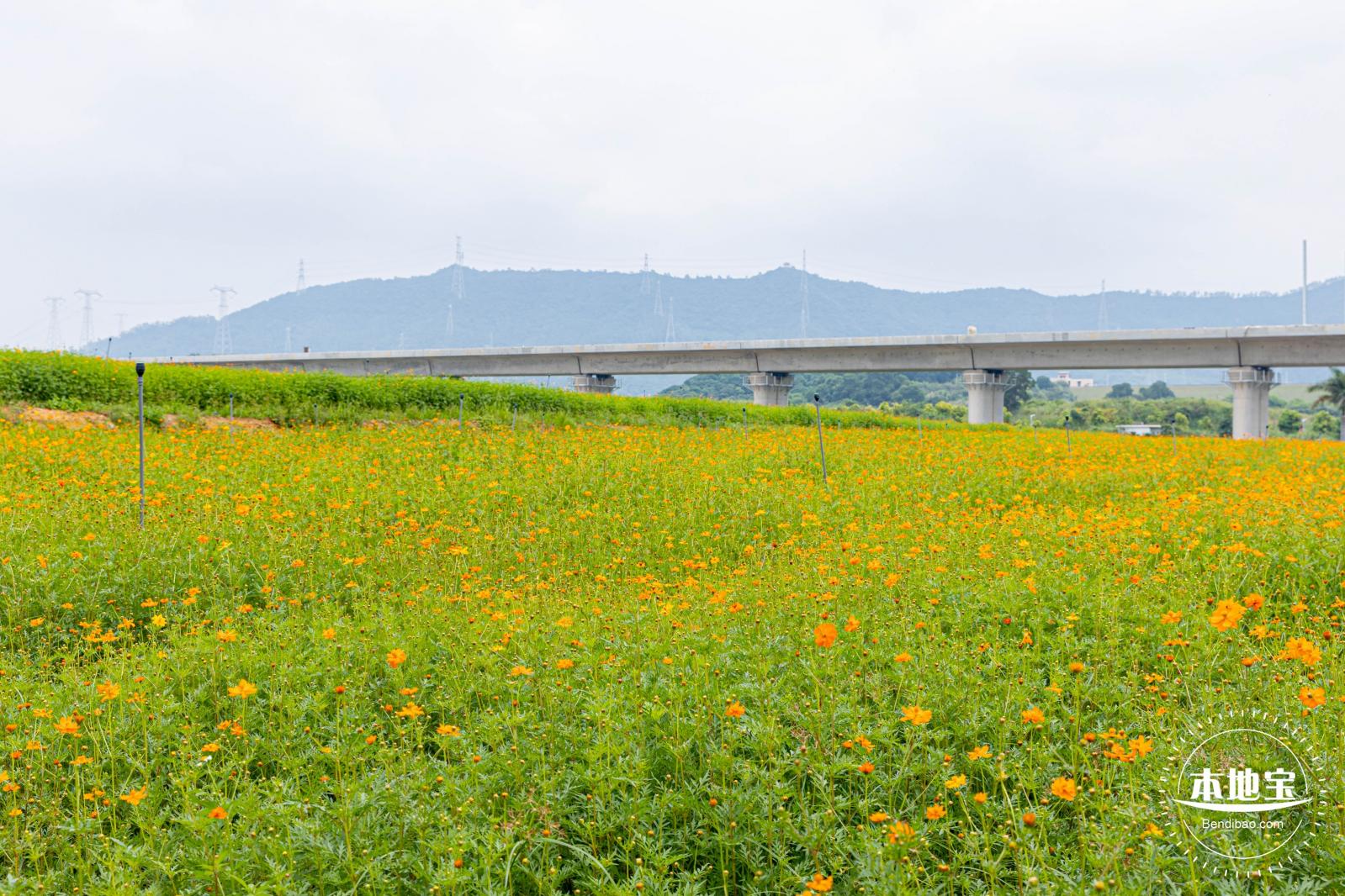 2020光明小镇欢乐田园