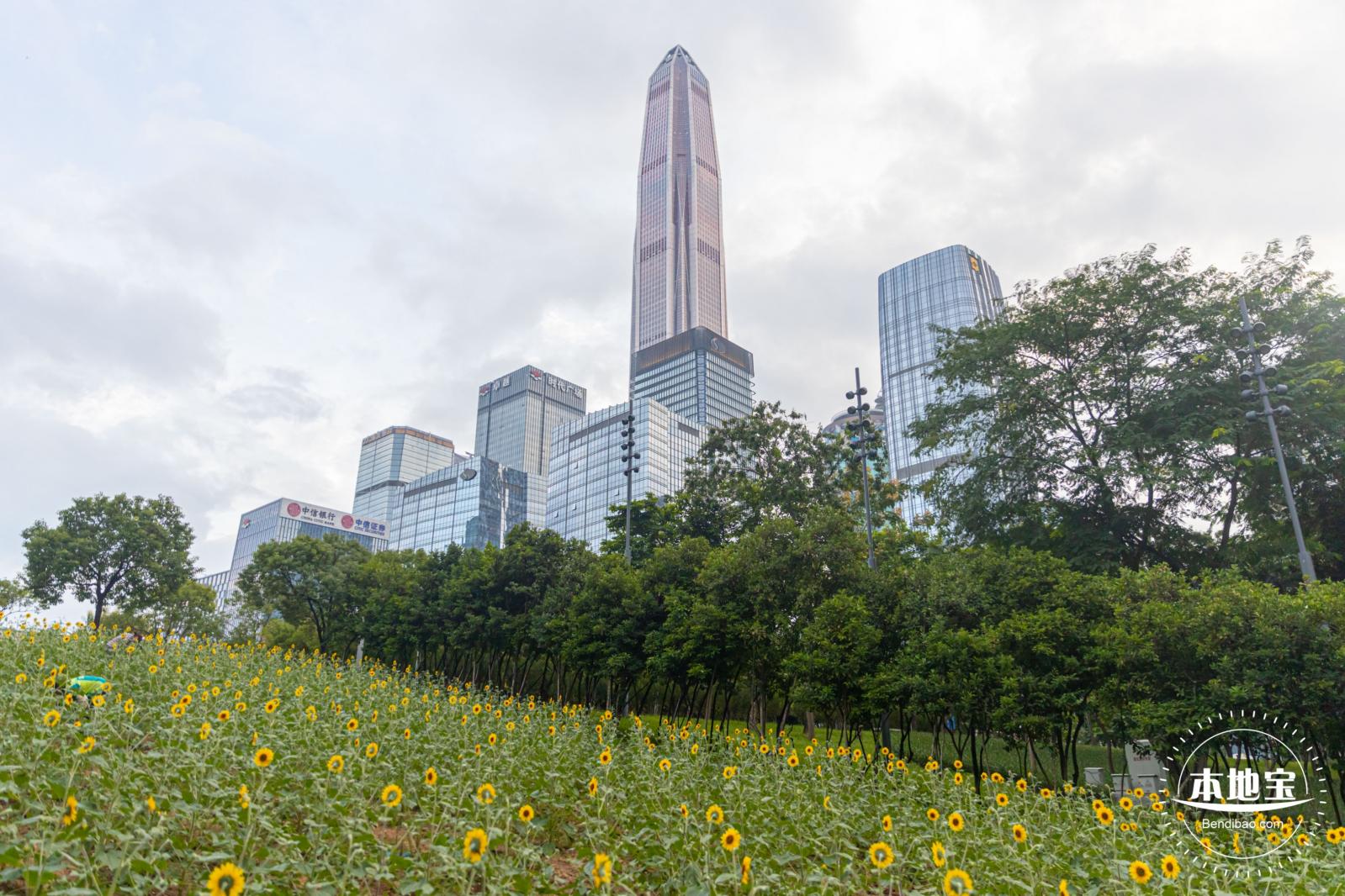 市民中心向日葵