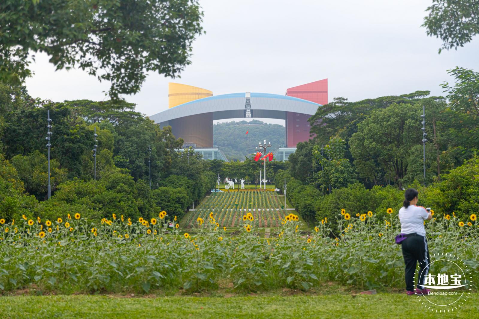 市民中心向日葵