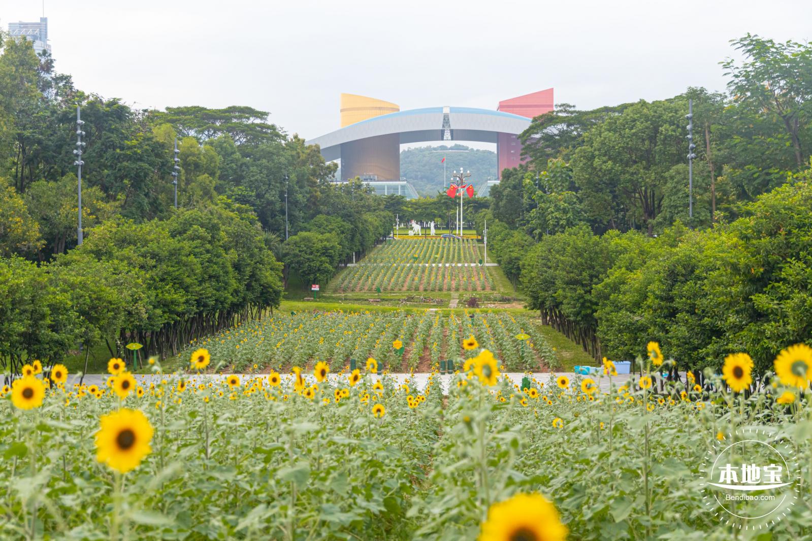 市民中心向日葵