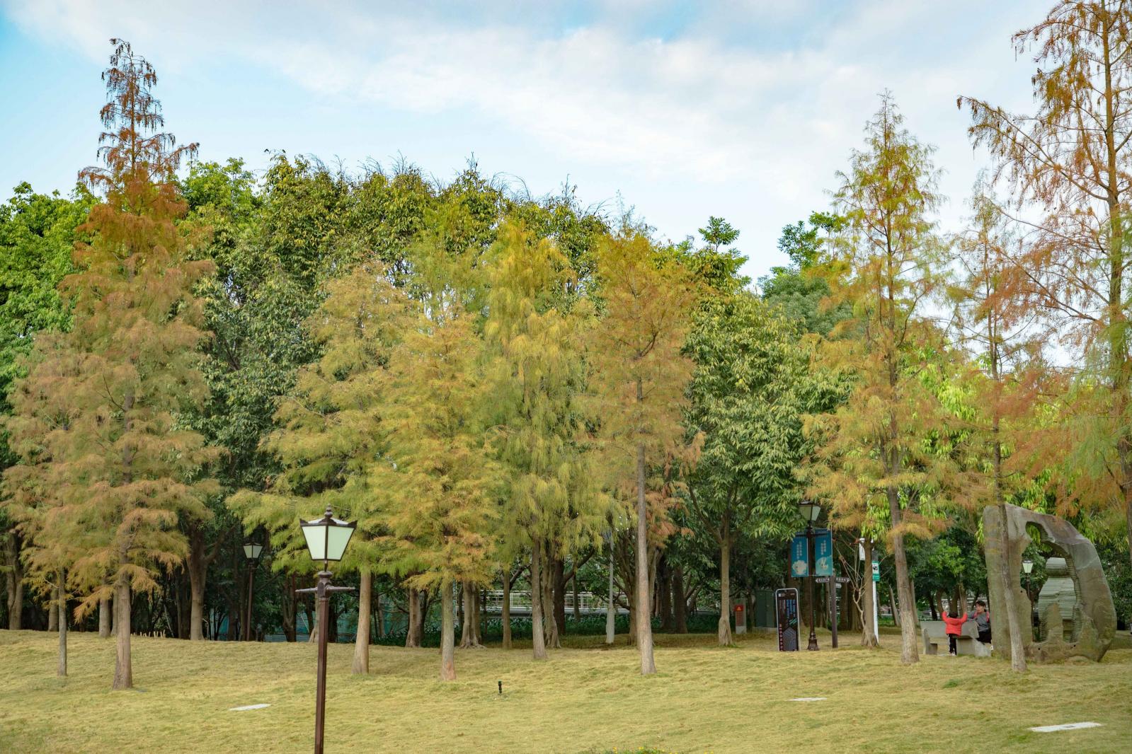 坪山区中心公园