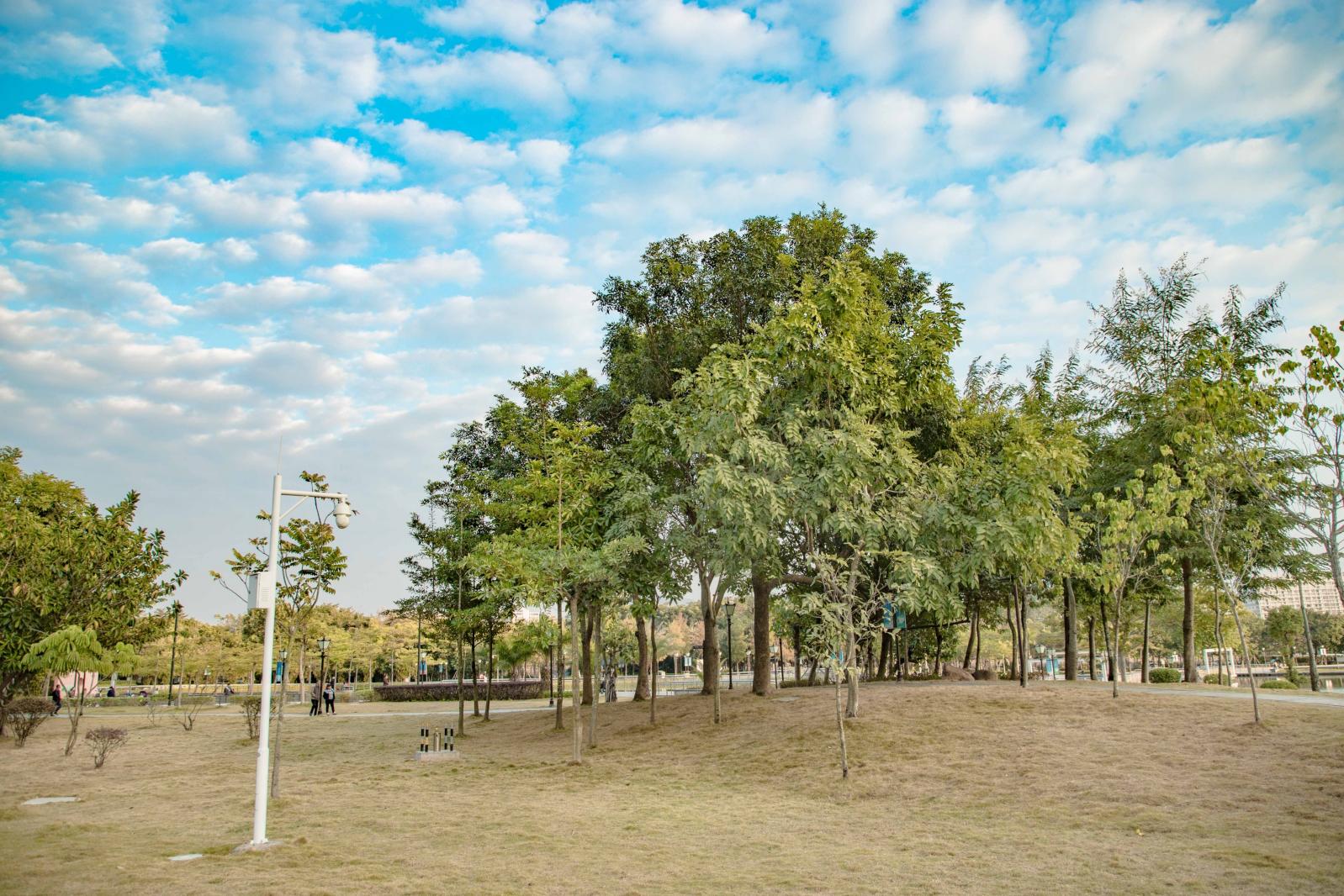 坪山区中心公园