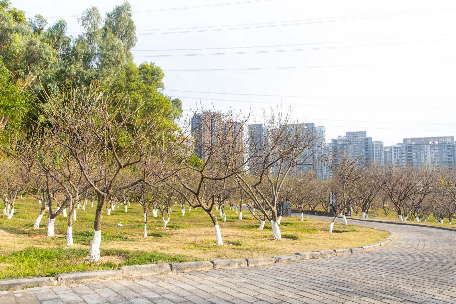 深圳梅园