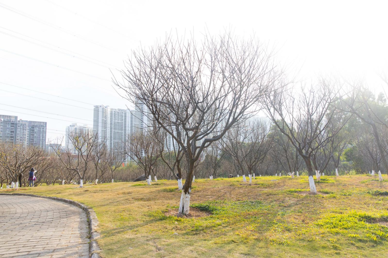 深圳梅园