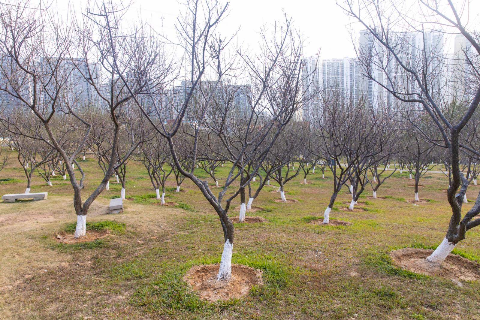 深圳梅园