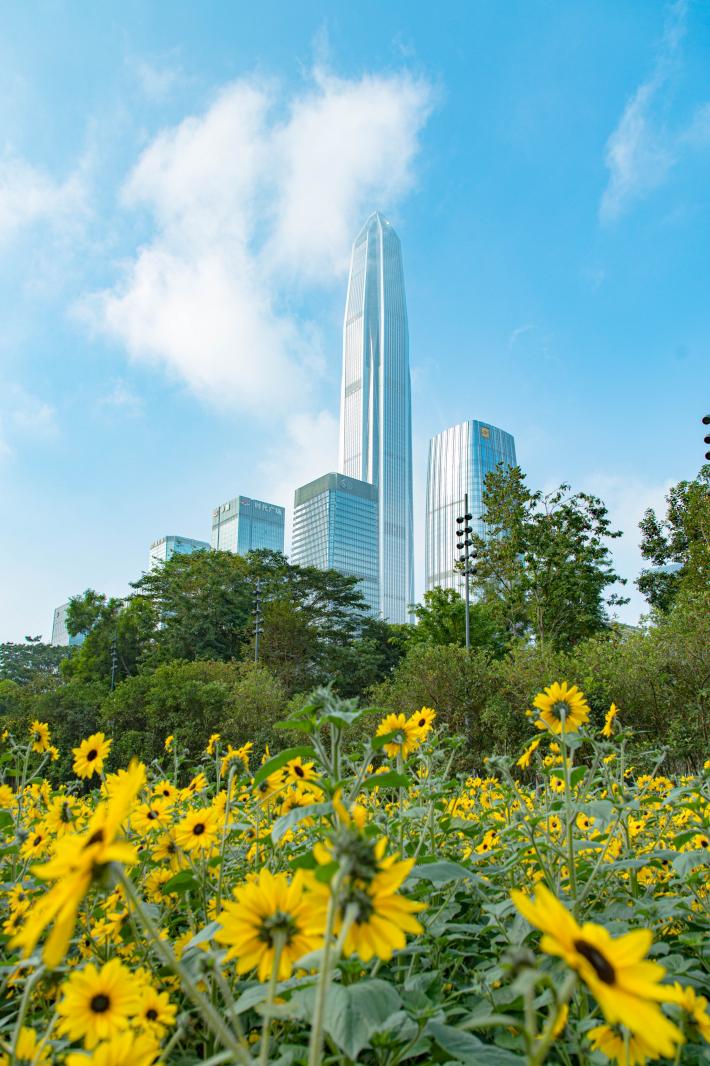 市民中心向日葵
