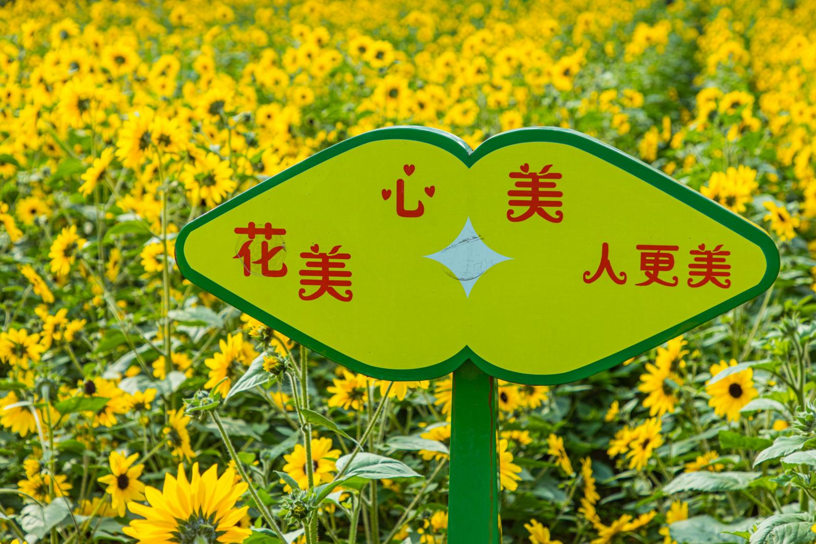 市民中心向日葵