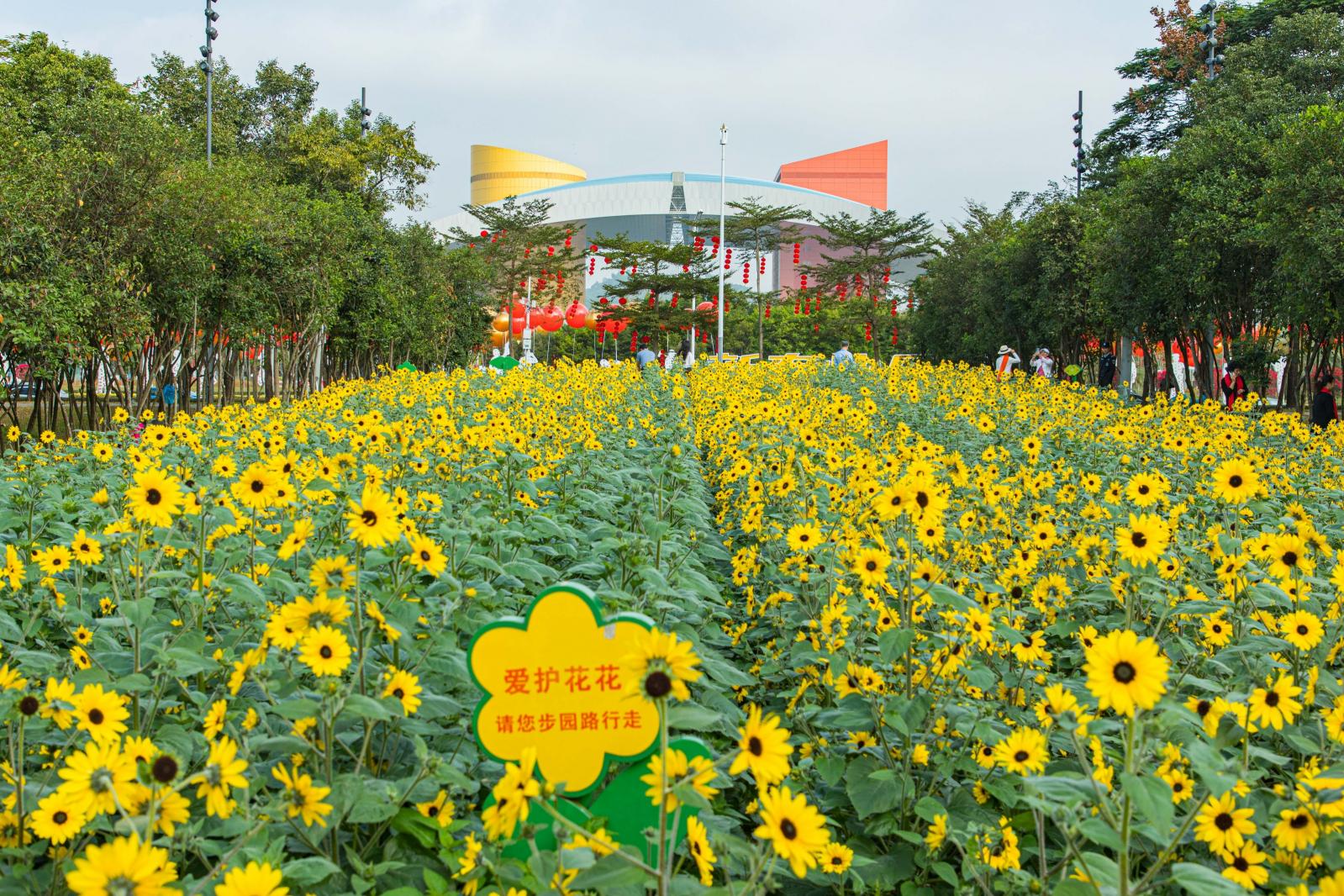 市民中心向日葵