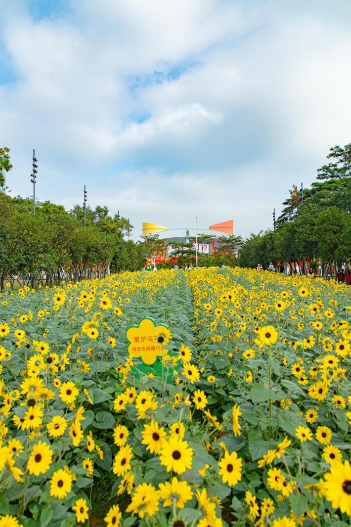 市民中心向日葵