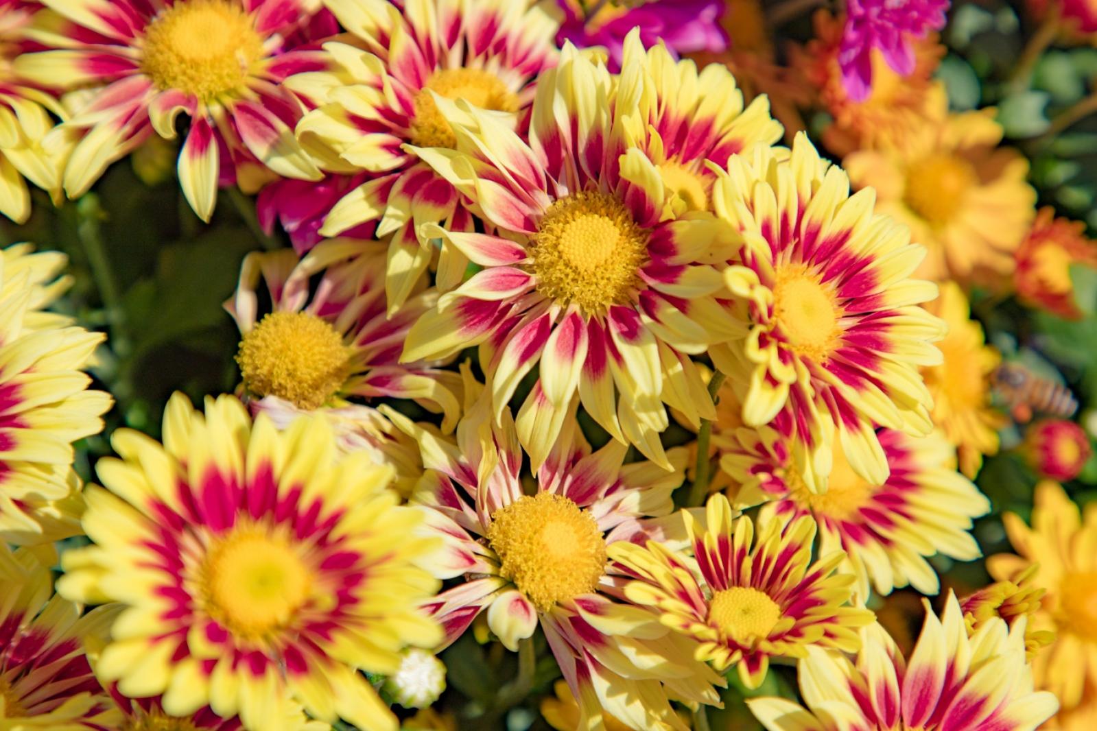 排牙山下菊花展