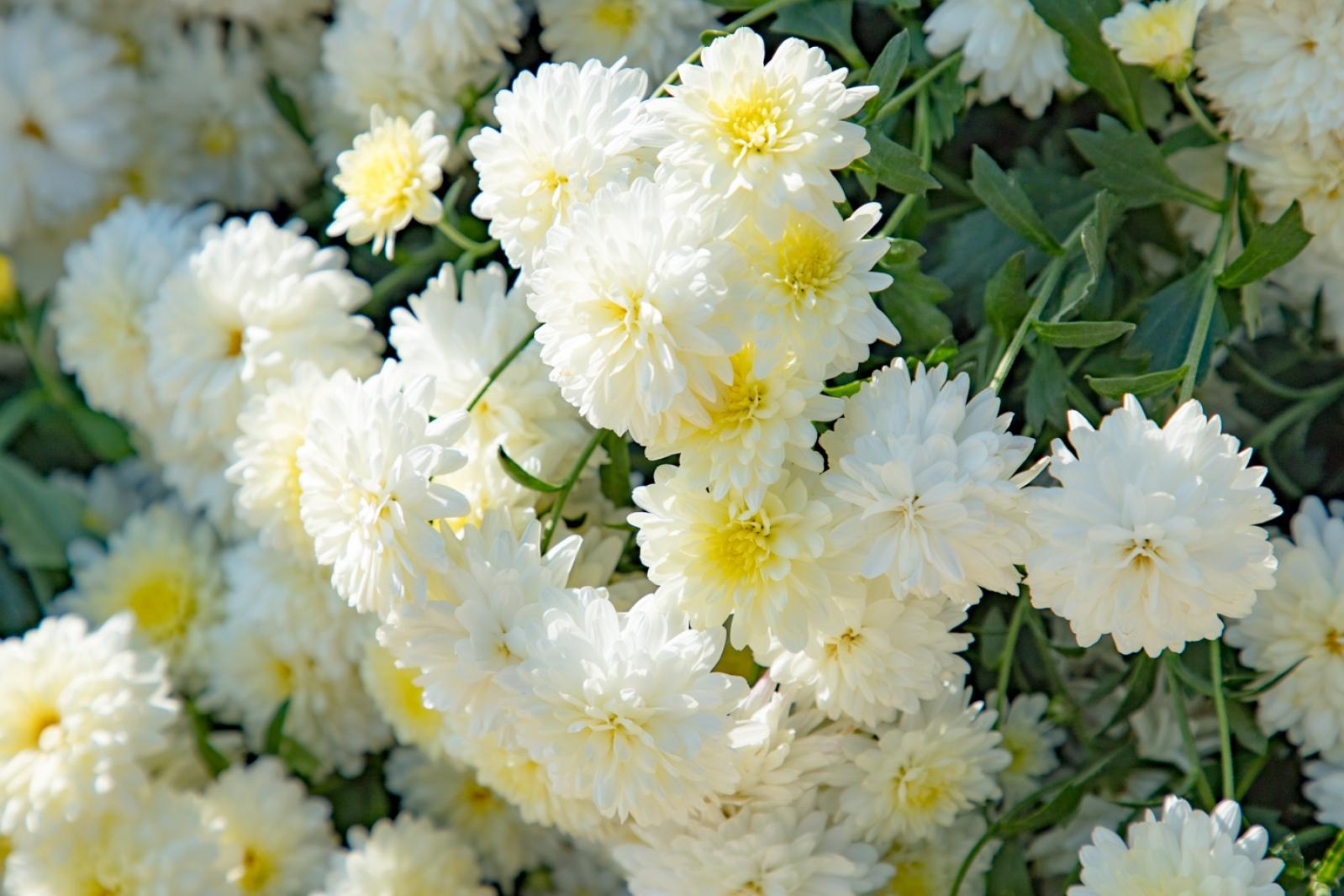 排牙山下菊花展