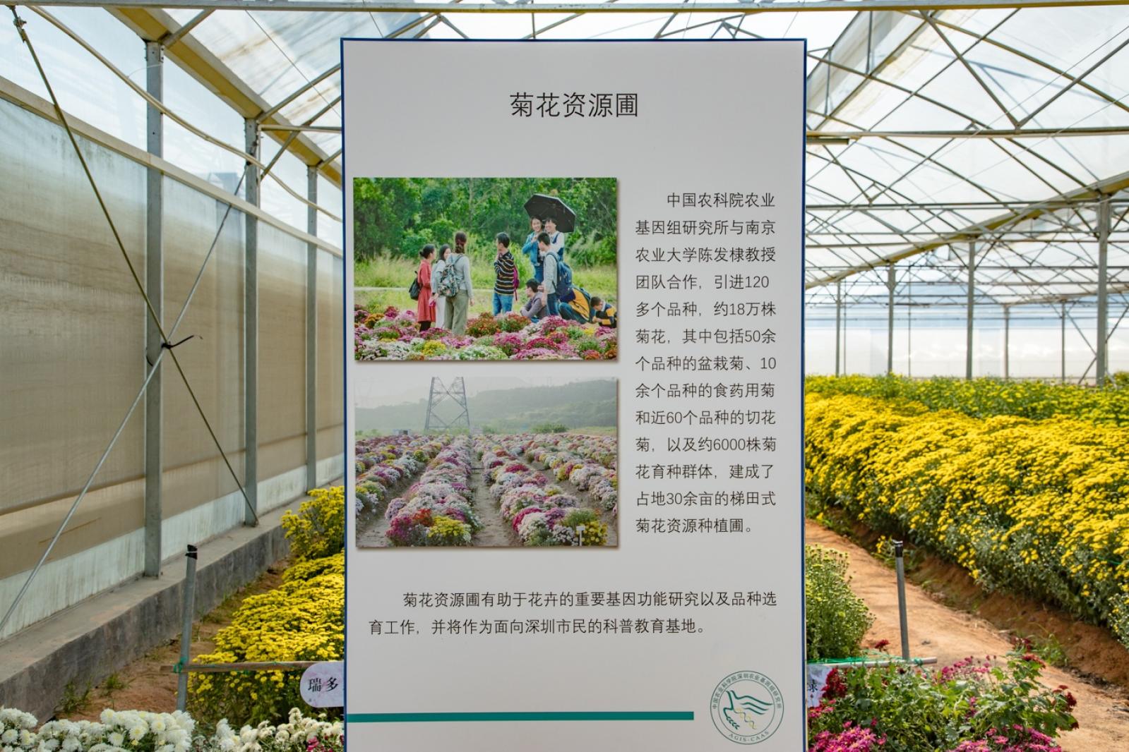 排牙山下菊花展
