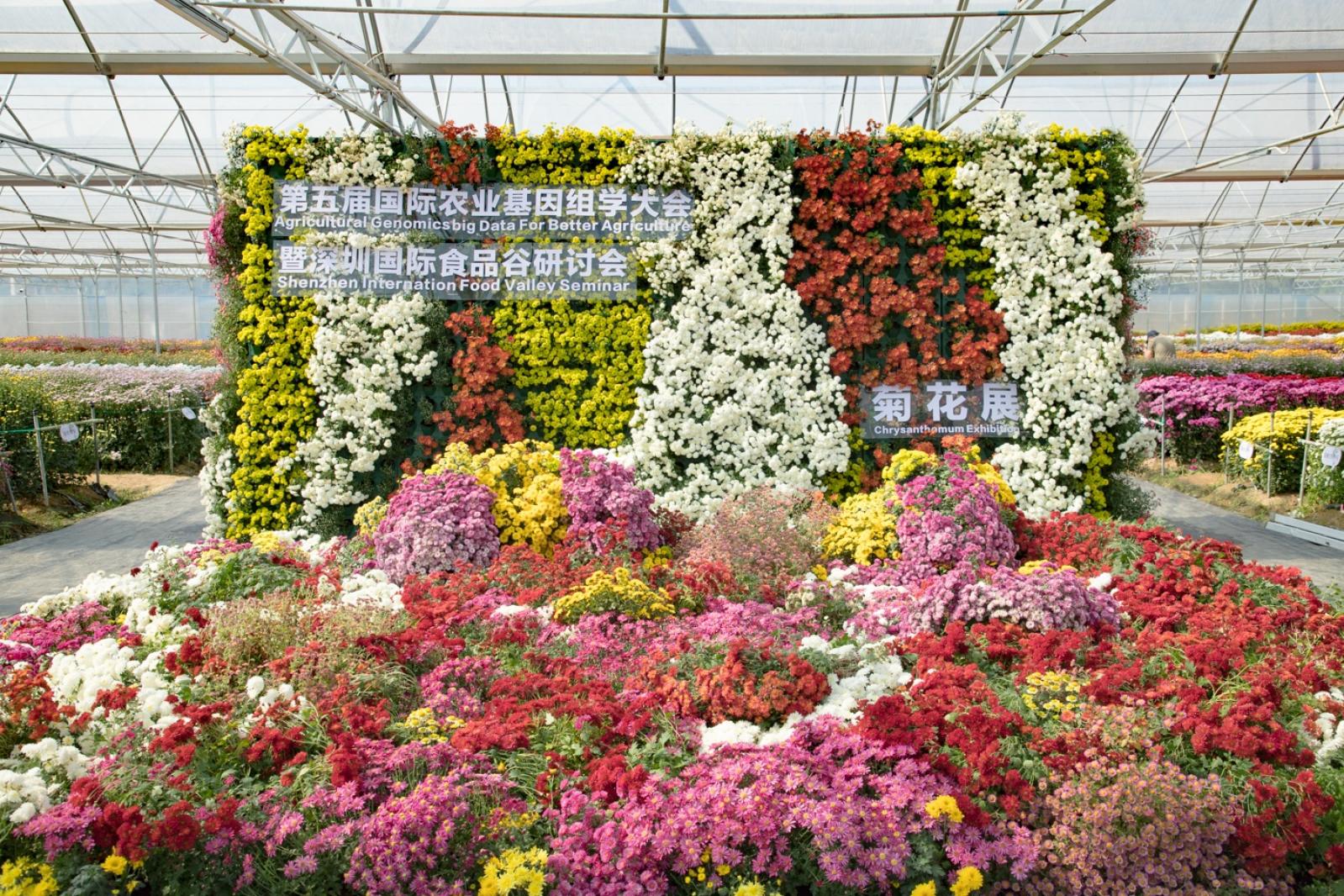 排牙山下菊花展