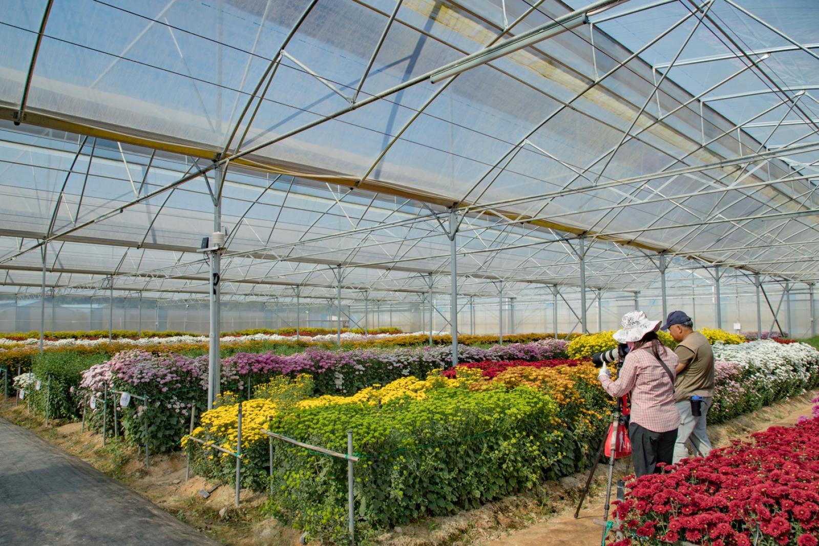 排牙山下菊花展