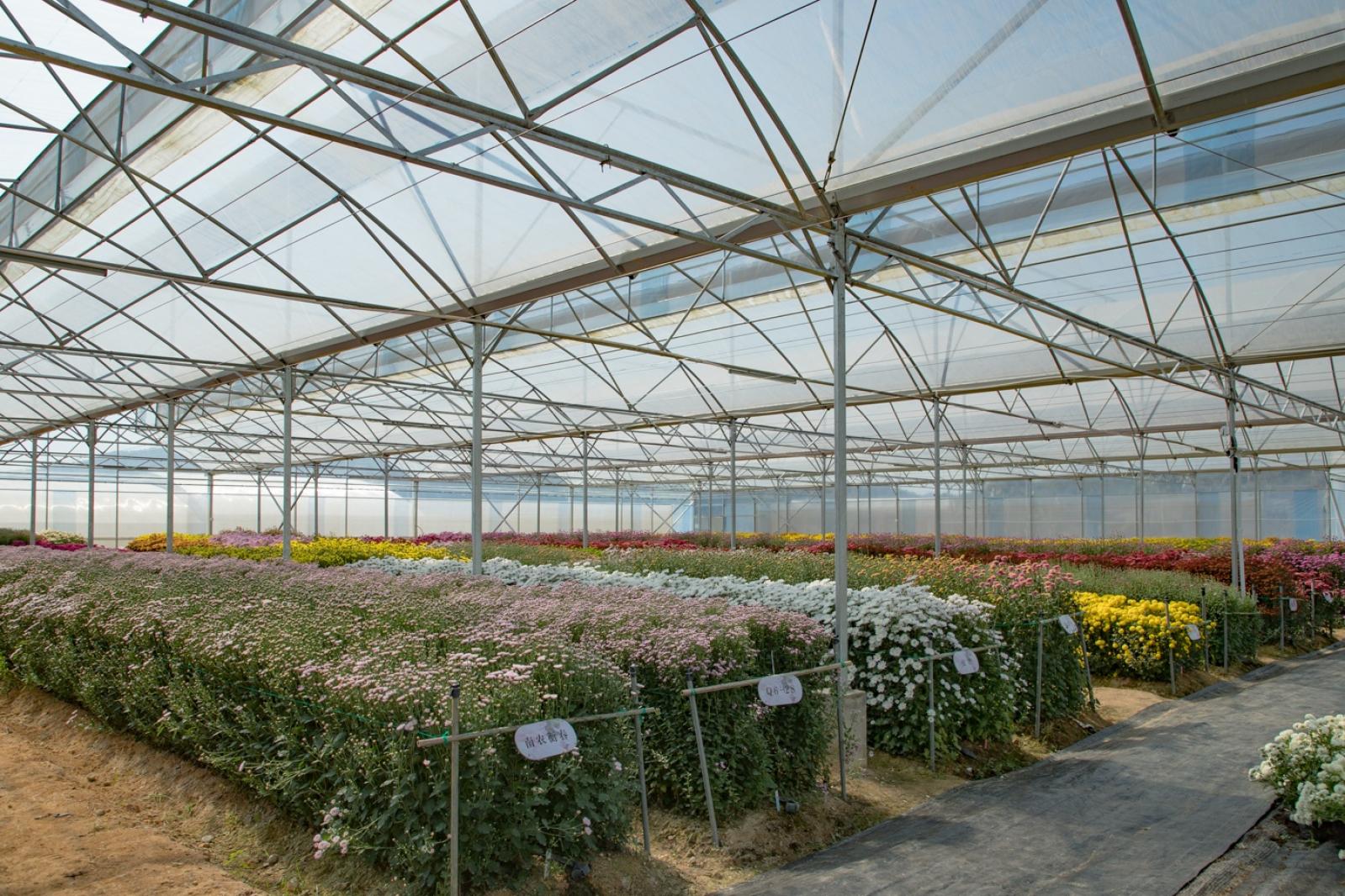 排牙山下菊花展