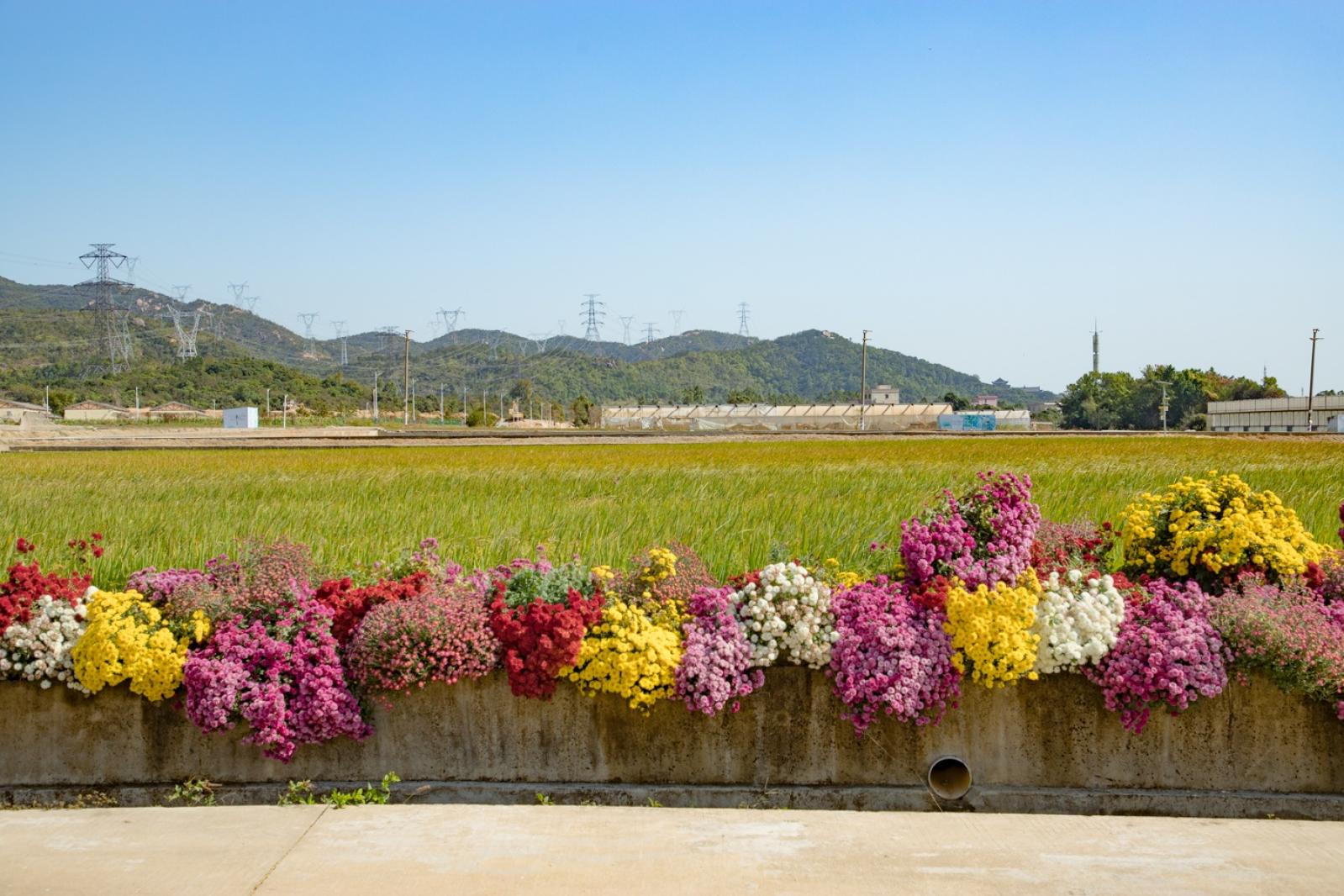 排牙山下菊花展