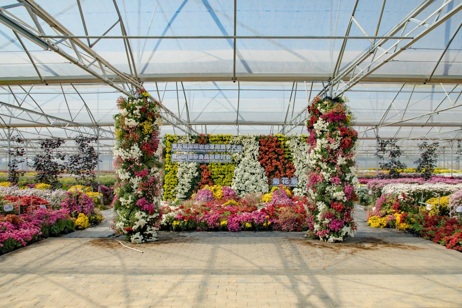 排牙山下菊花展