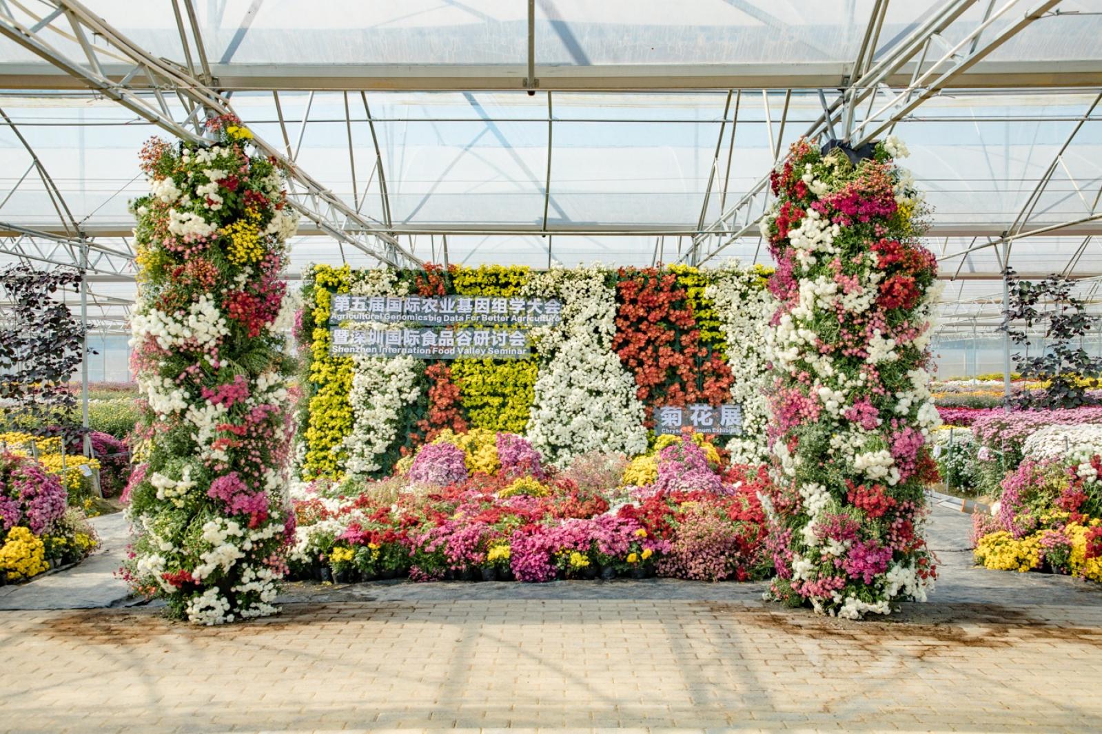 排牙山下菊花展