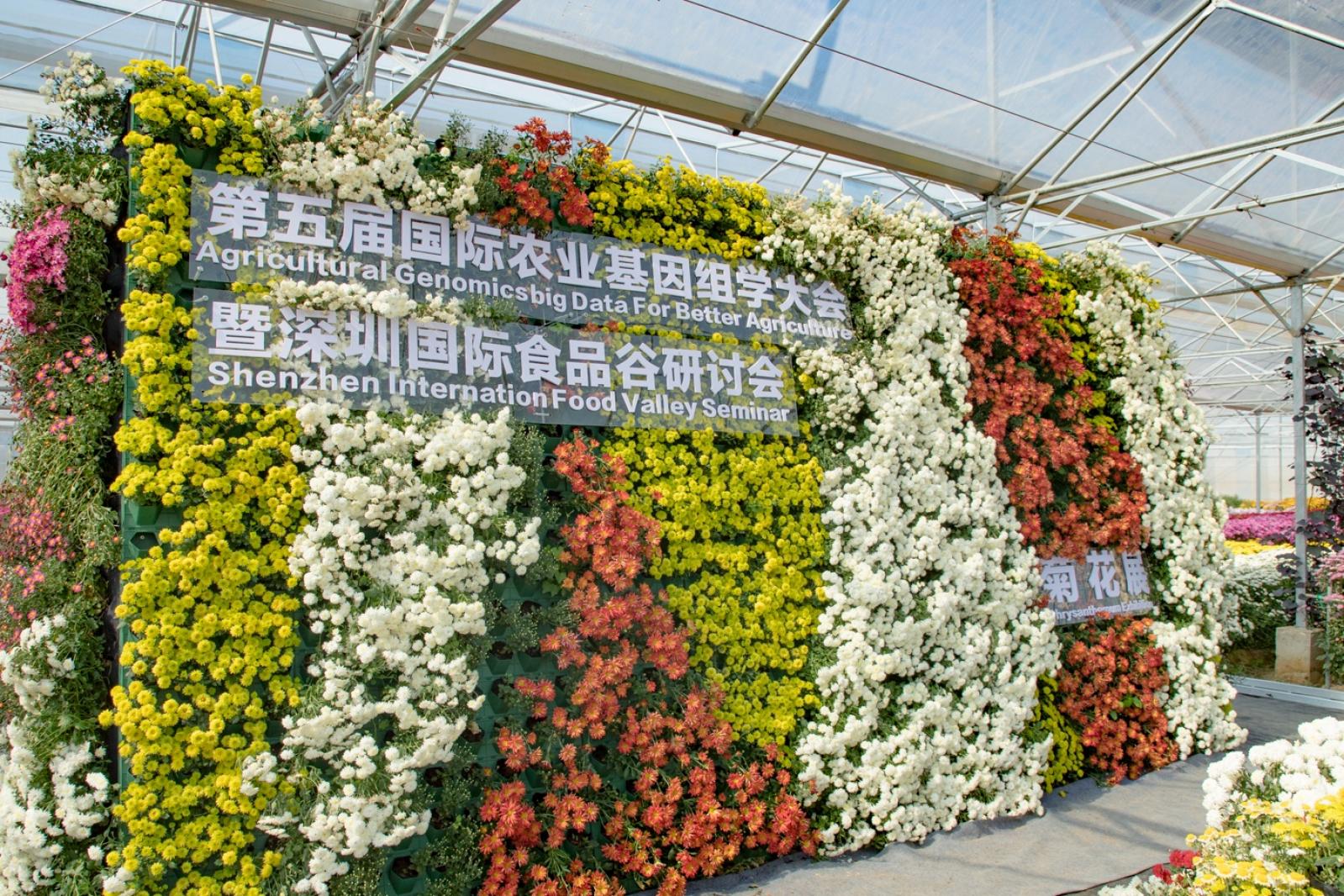 排牙山下菊花展