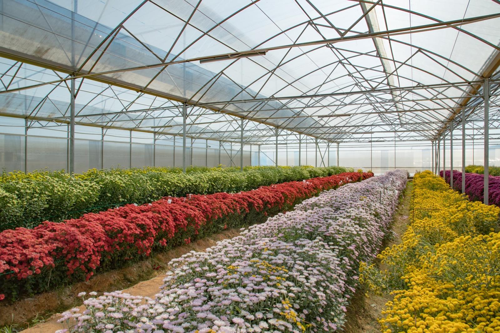排牙山下菊花展