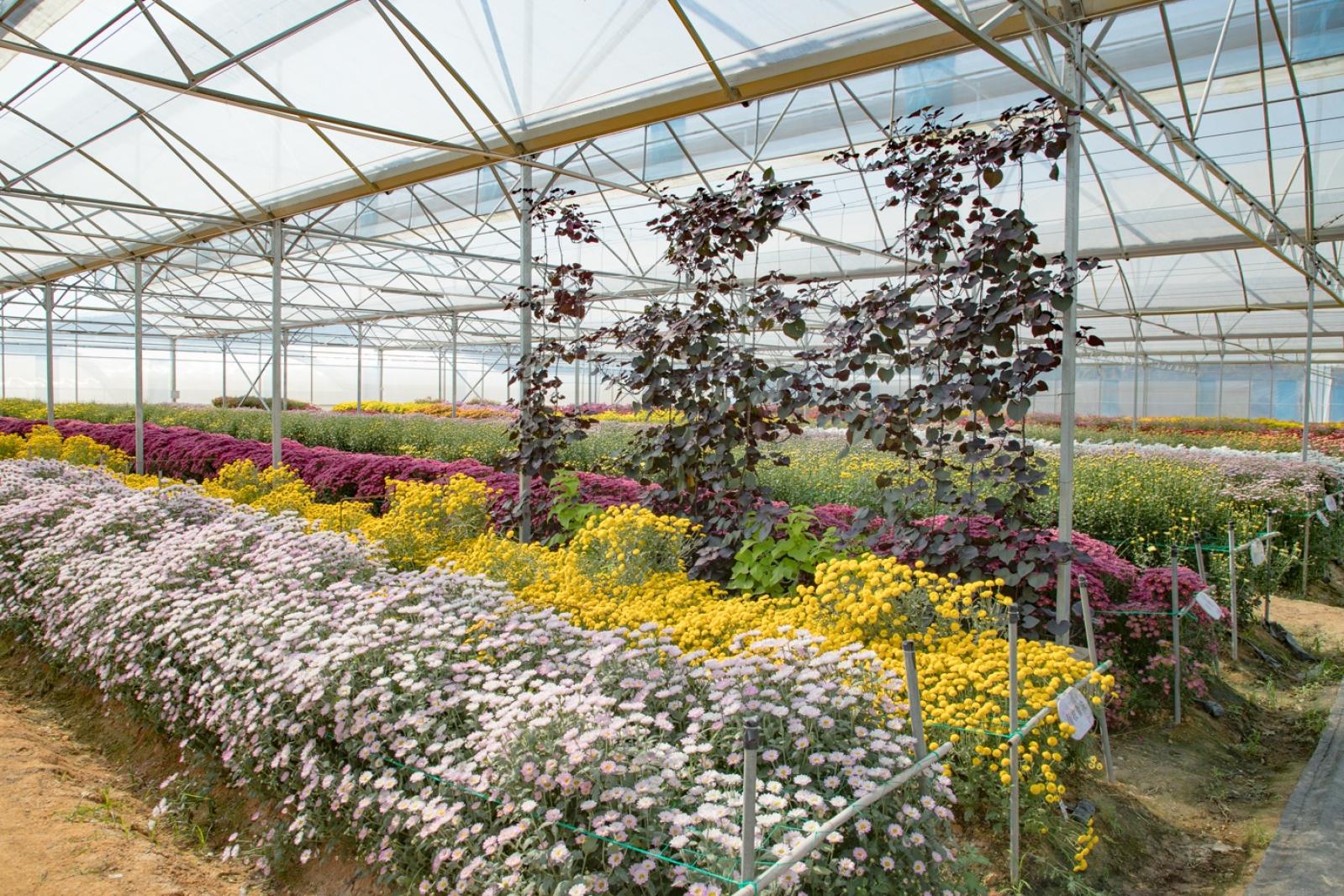 排牙山下菊花展