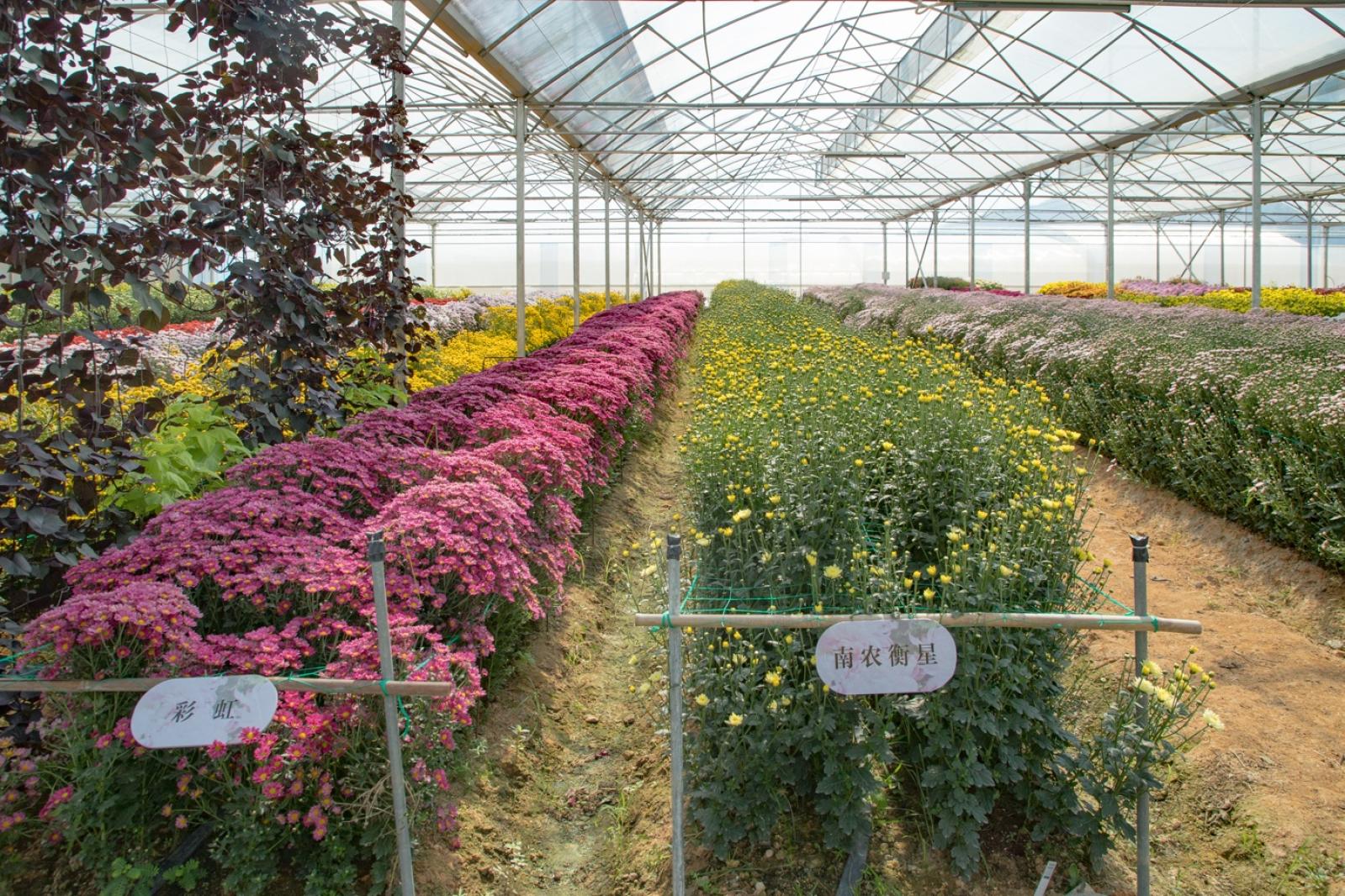 排牙山下菊花展