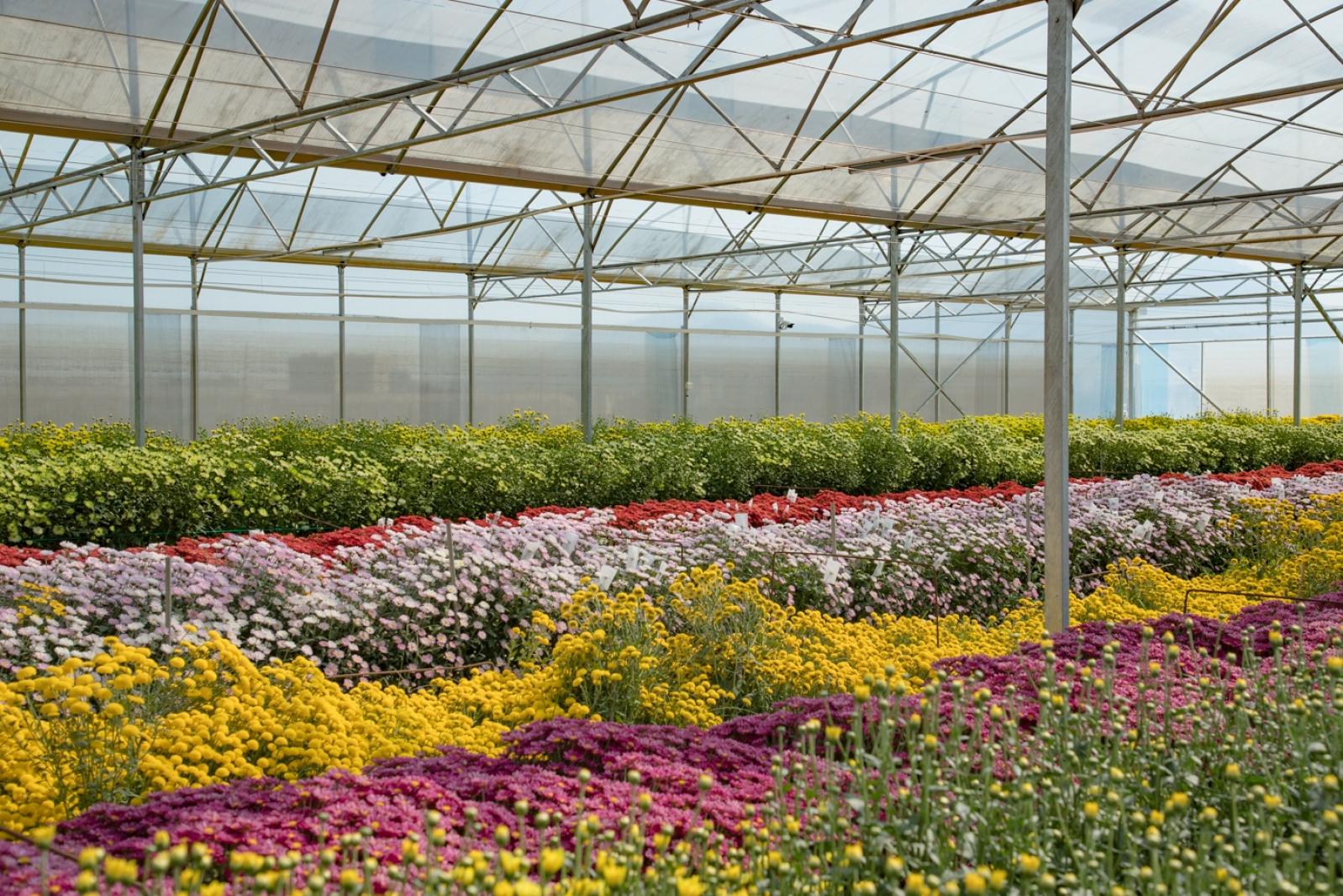 排牙山下菊花展