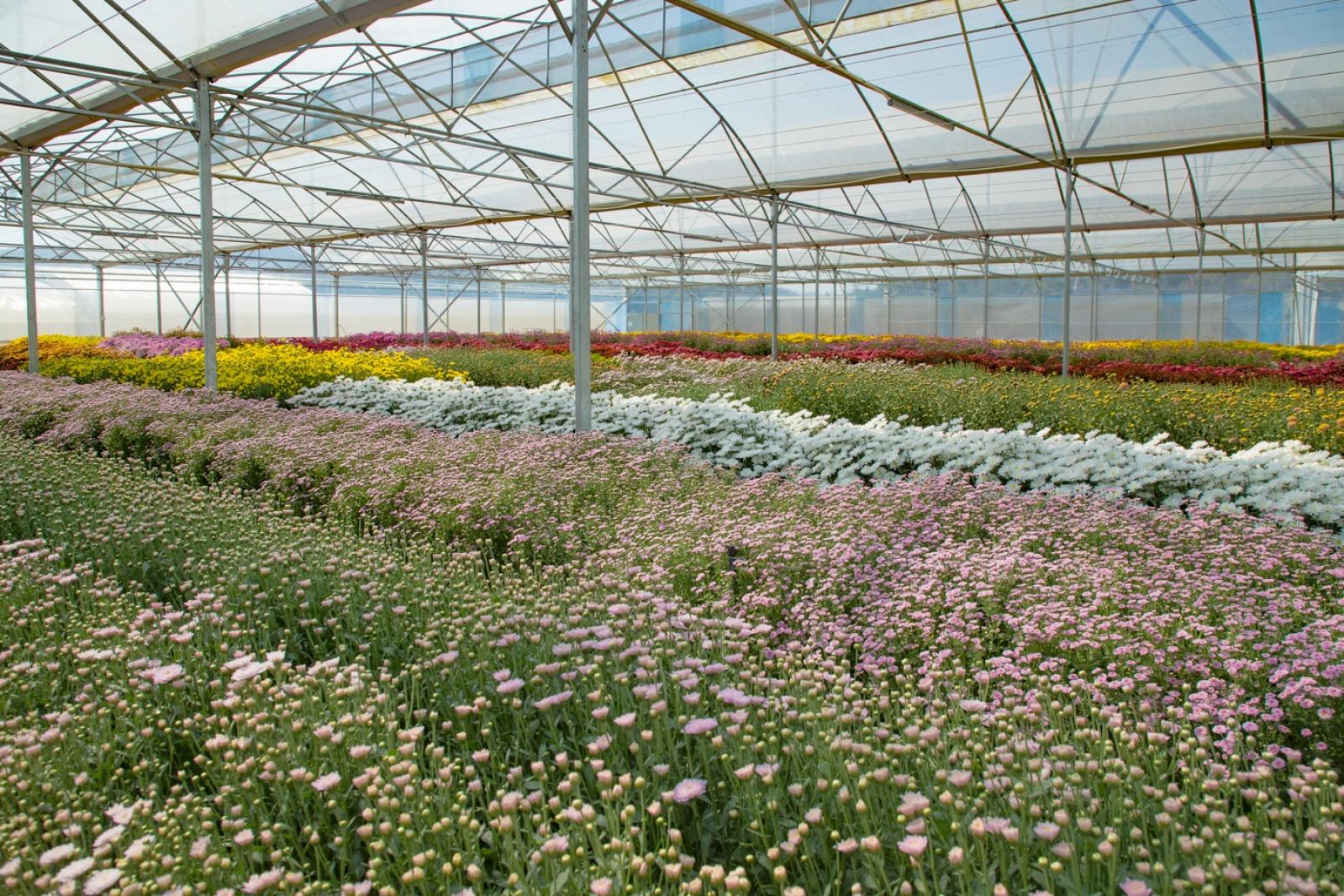 排牙山下菊花展