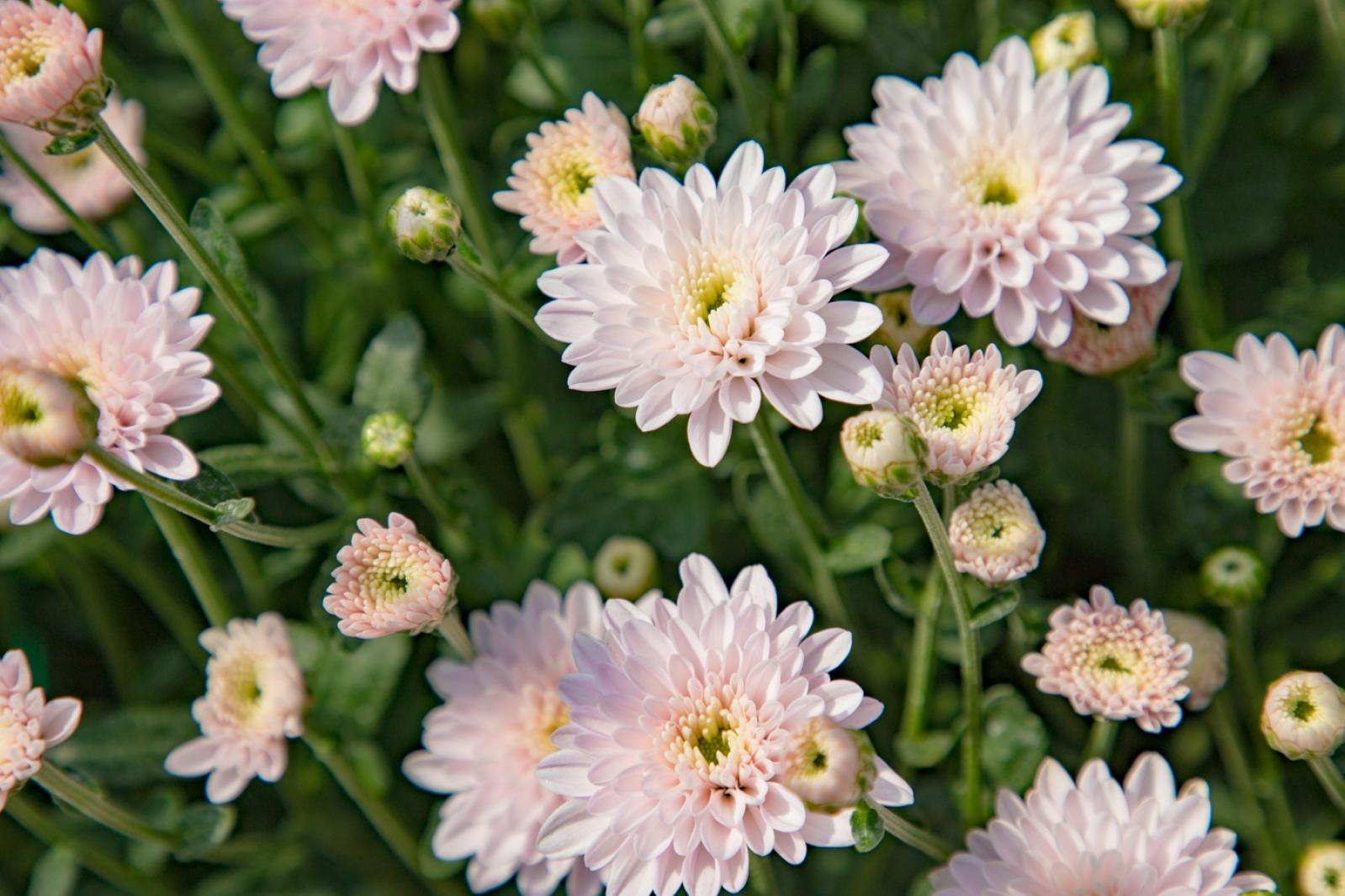 排牙山下菊花展