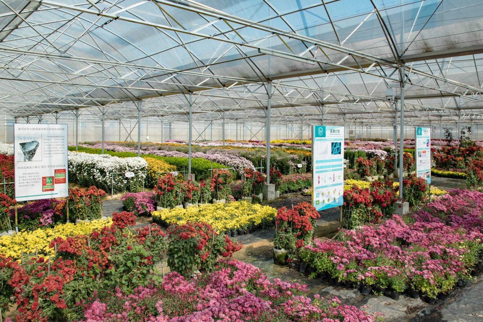 排牙山下菊花展