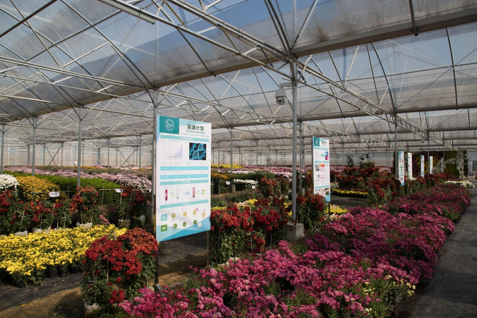 排牙山下菊花展