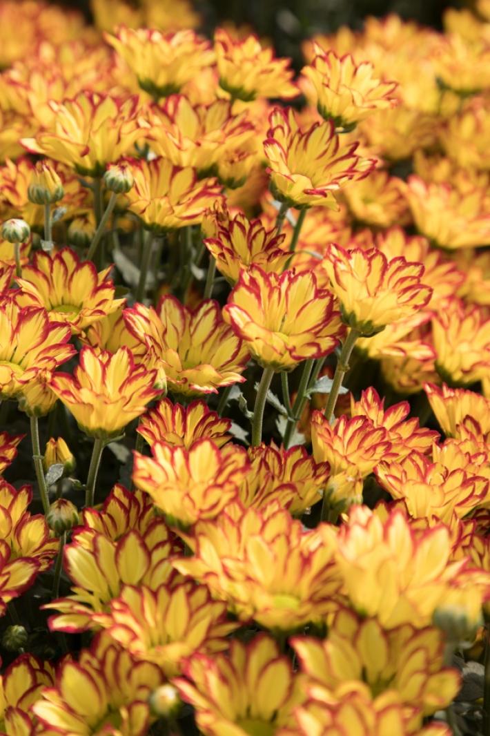排牙山下菊花展