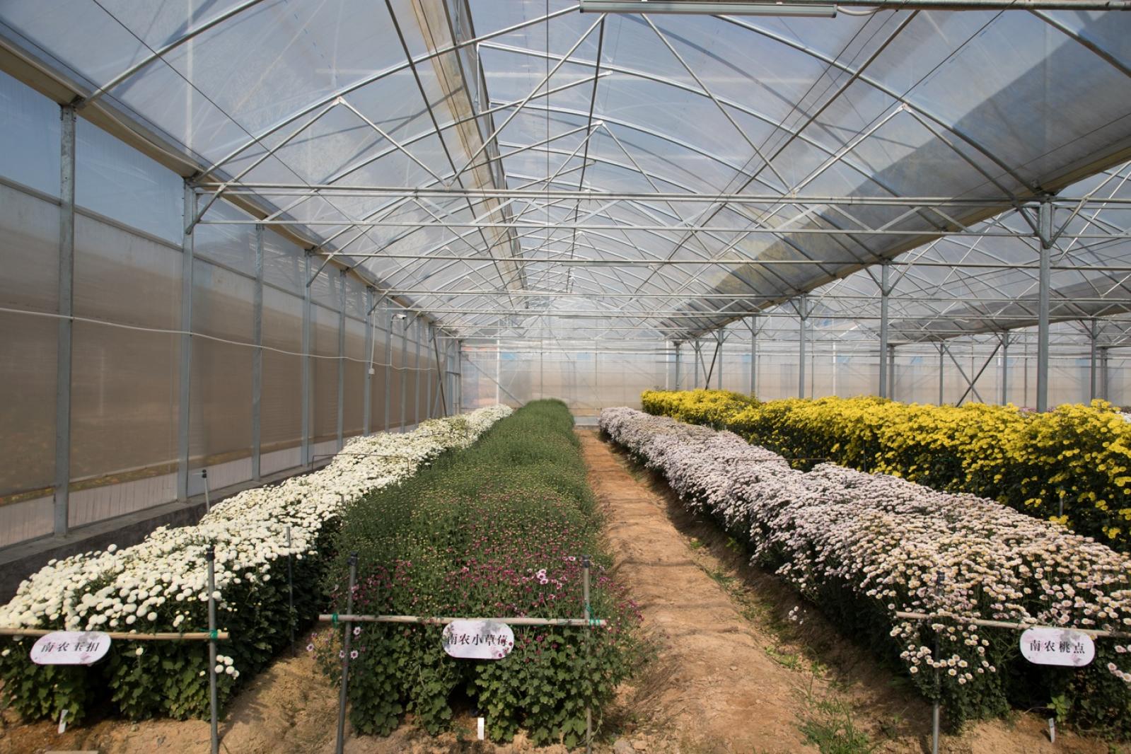 排牙山下菊花展