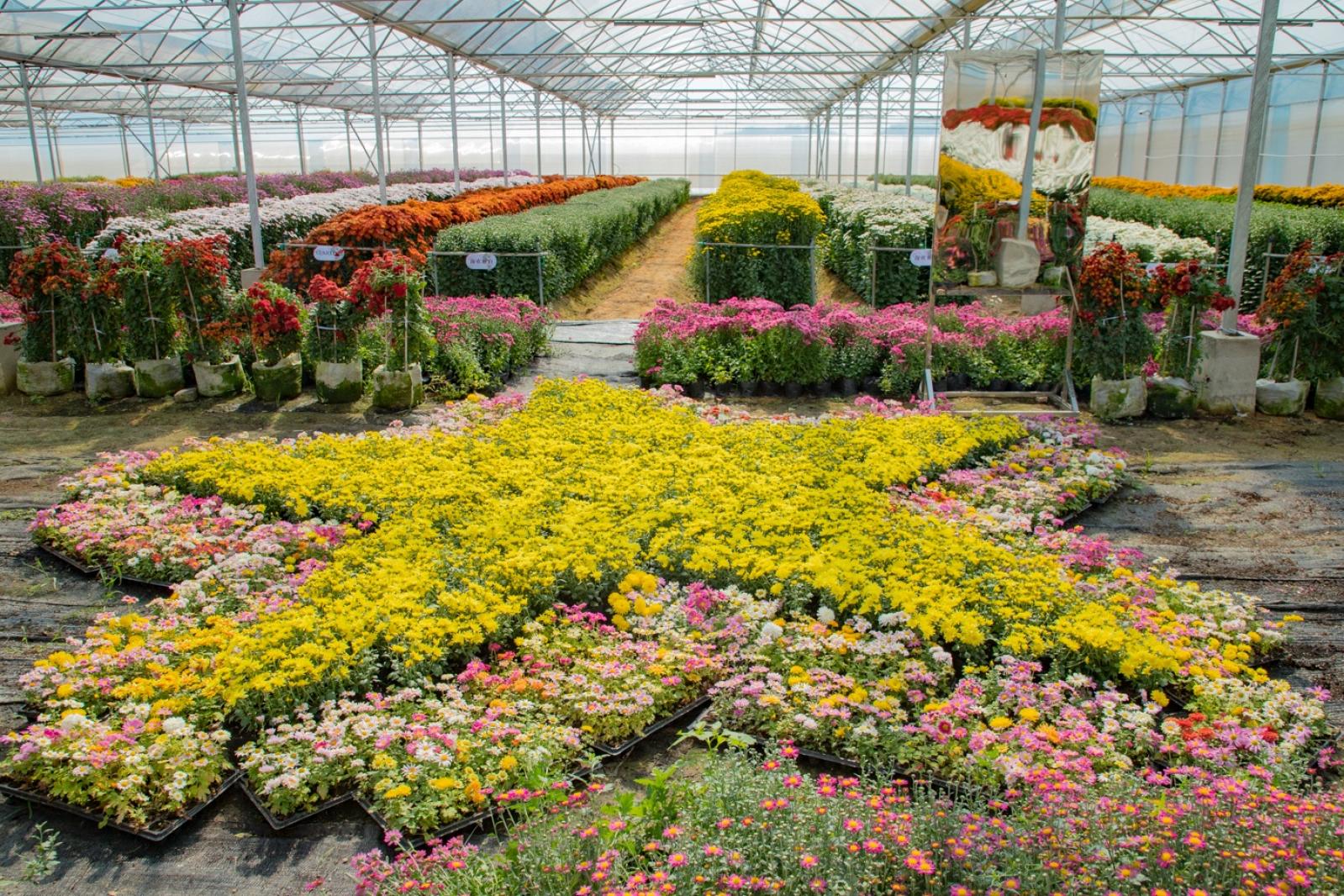 排牙山下菊花展