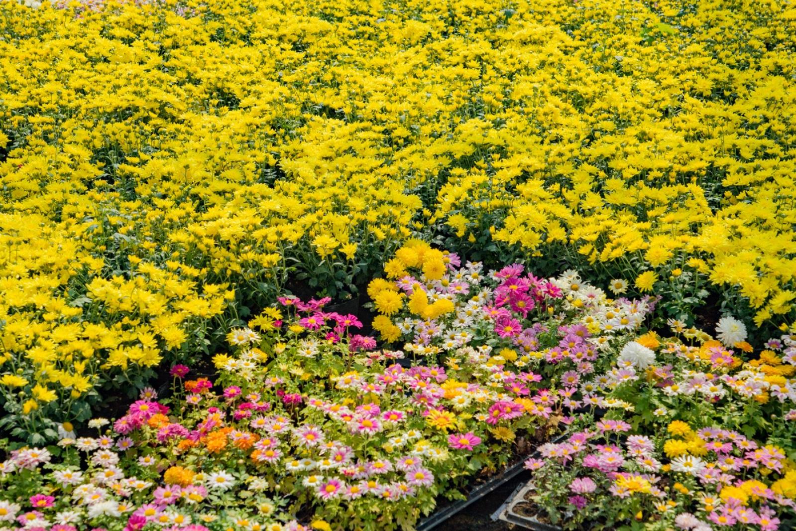 排牙山下菊花展