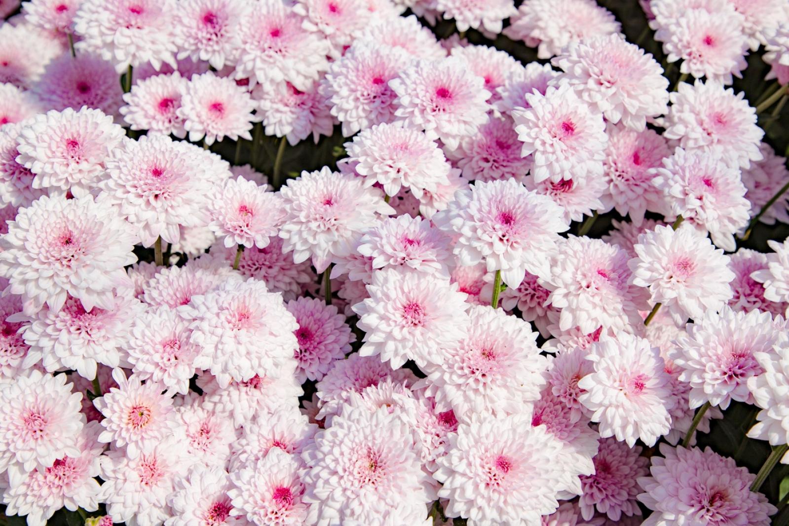 排牙山下菊花展