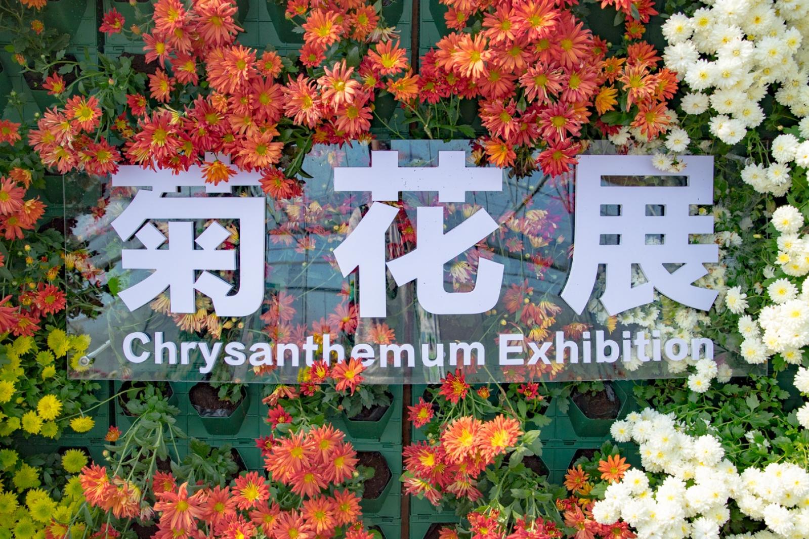 排牙山下菊花展