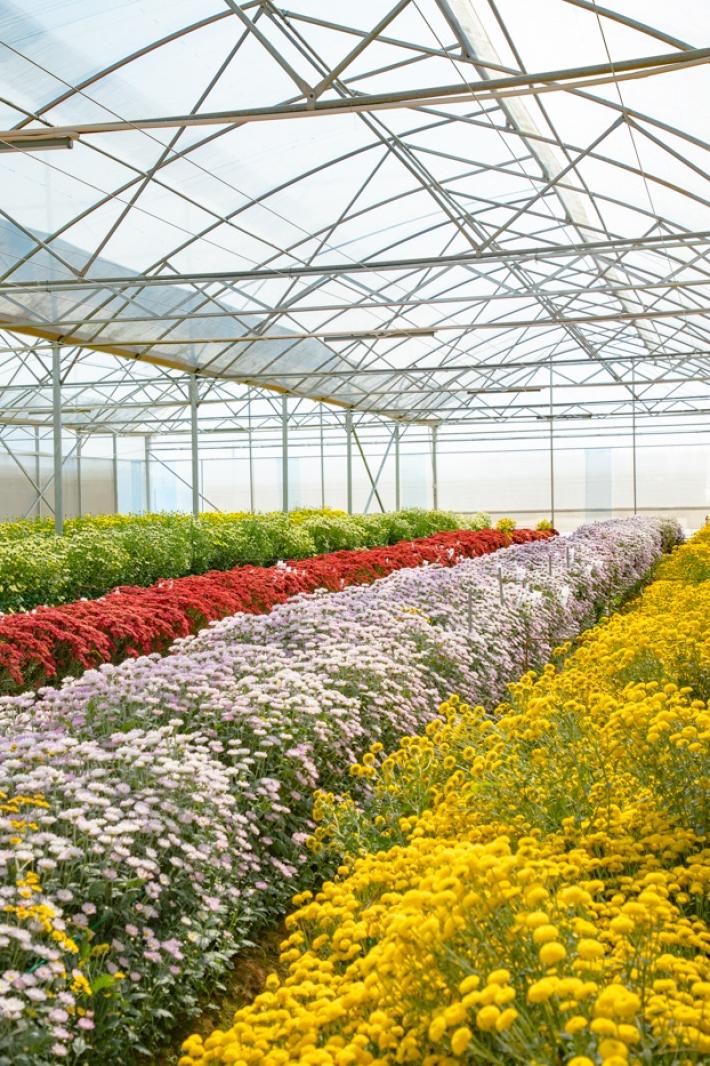 排牙山下菊花展