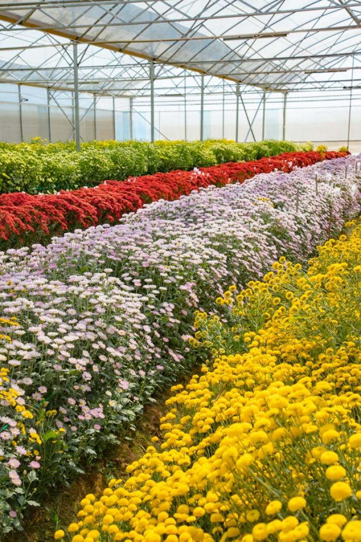 排牙山下菊花展