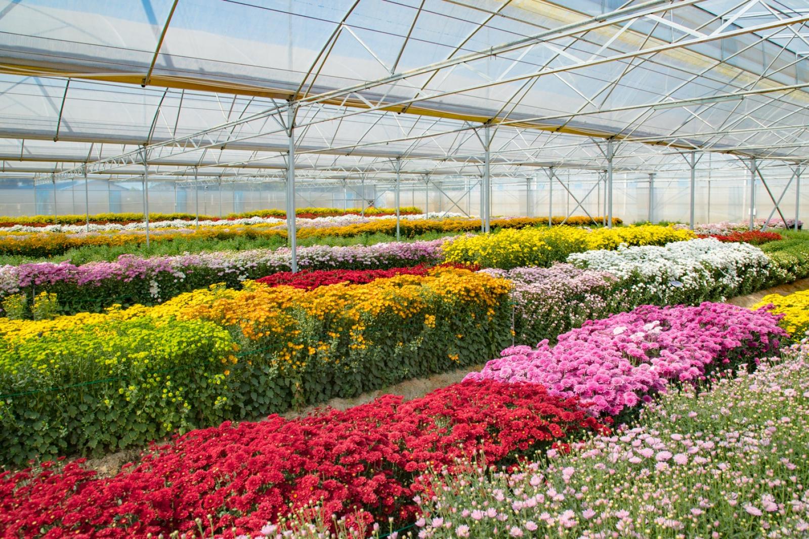 排牙山下菊花展