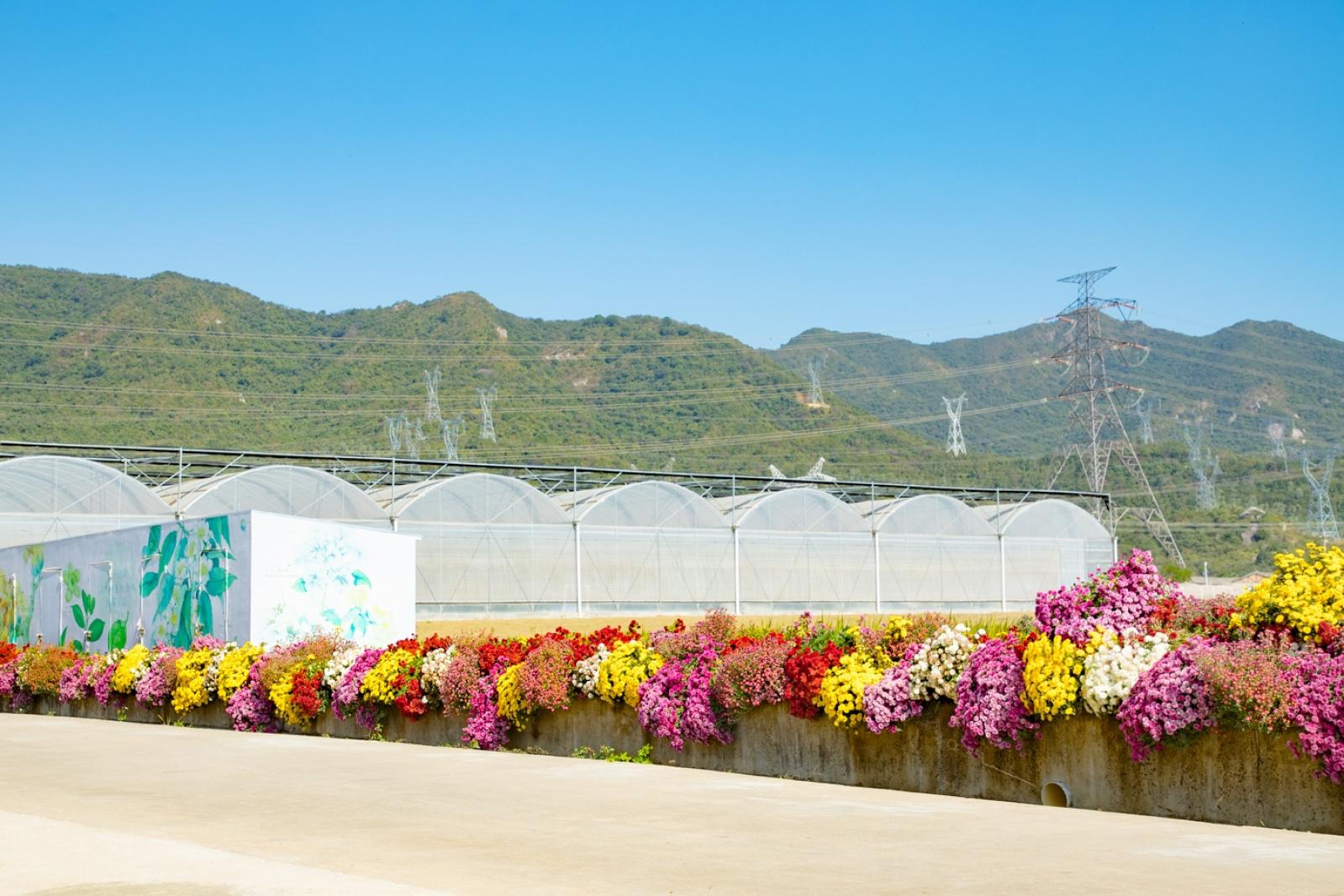 排牙山下菊花展